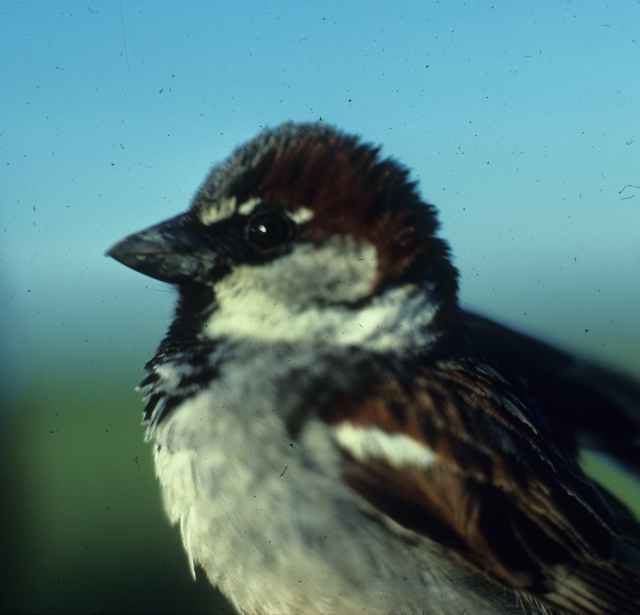 Image for Hermon Bumpus and House Sparrows