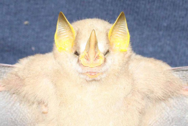Macconnell's bat, Mesophylla macconnelli