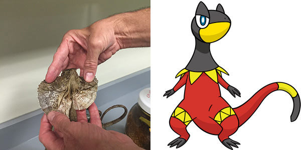 Photo of a frilled lizard with its frills extended next to a cartoon of a black, red, and yellow lizard with a spiked collar