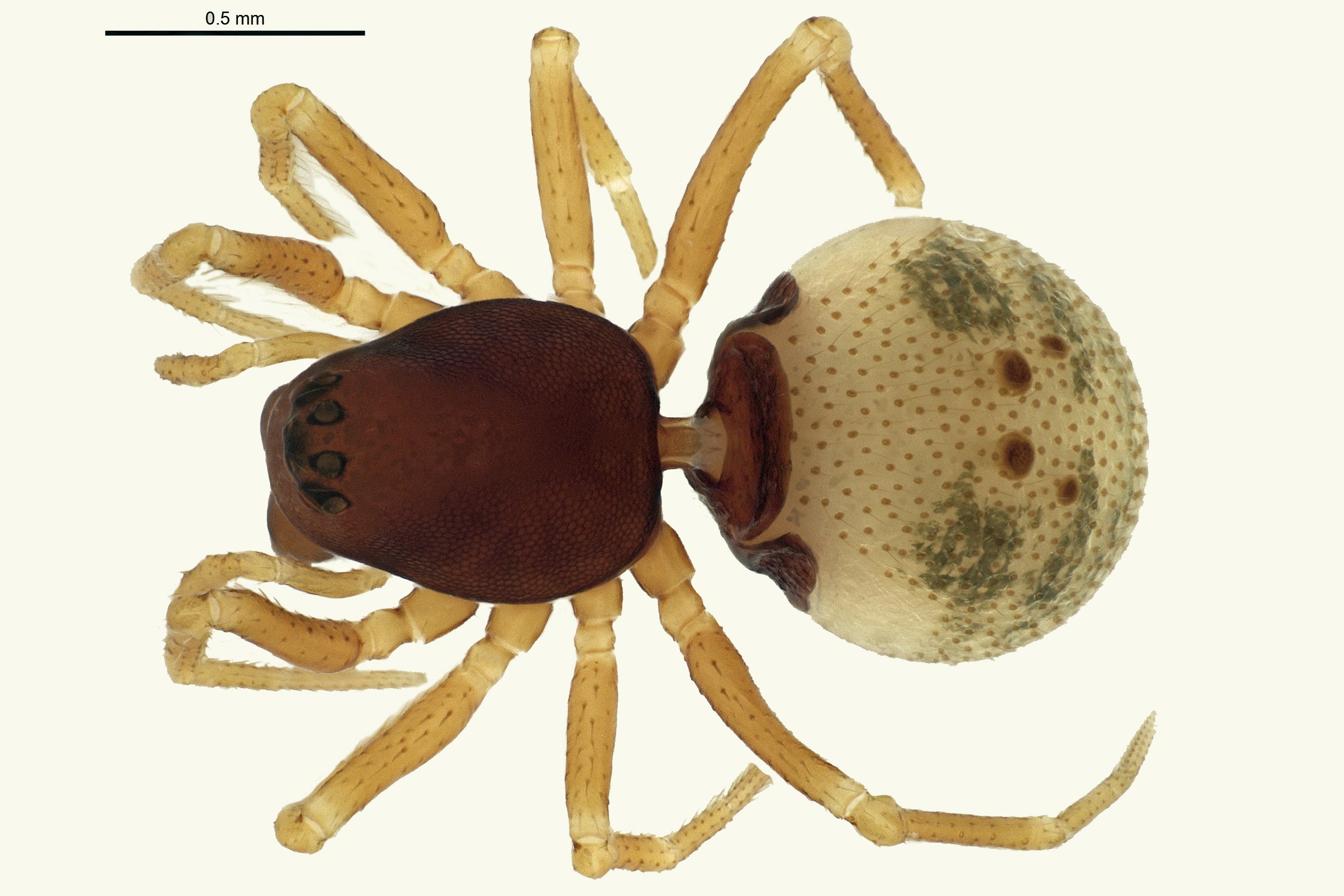Full body of a female Dwarf Spider, Ceraticelus savannus.