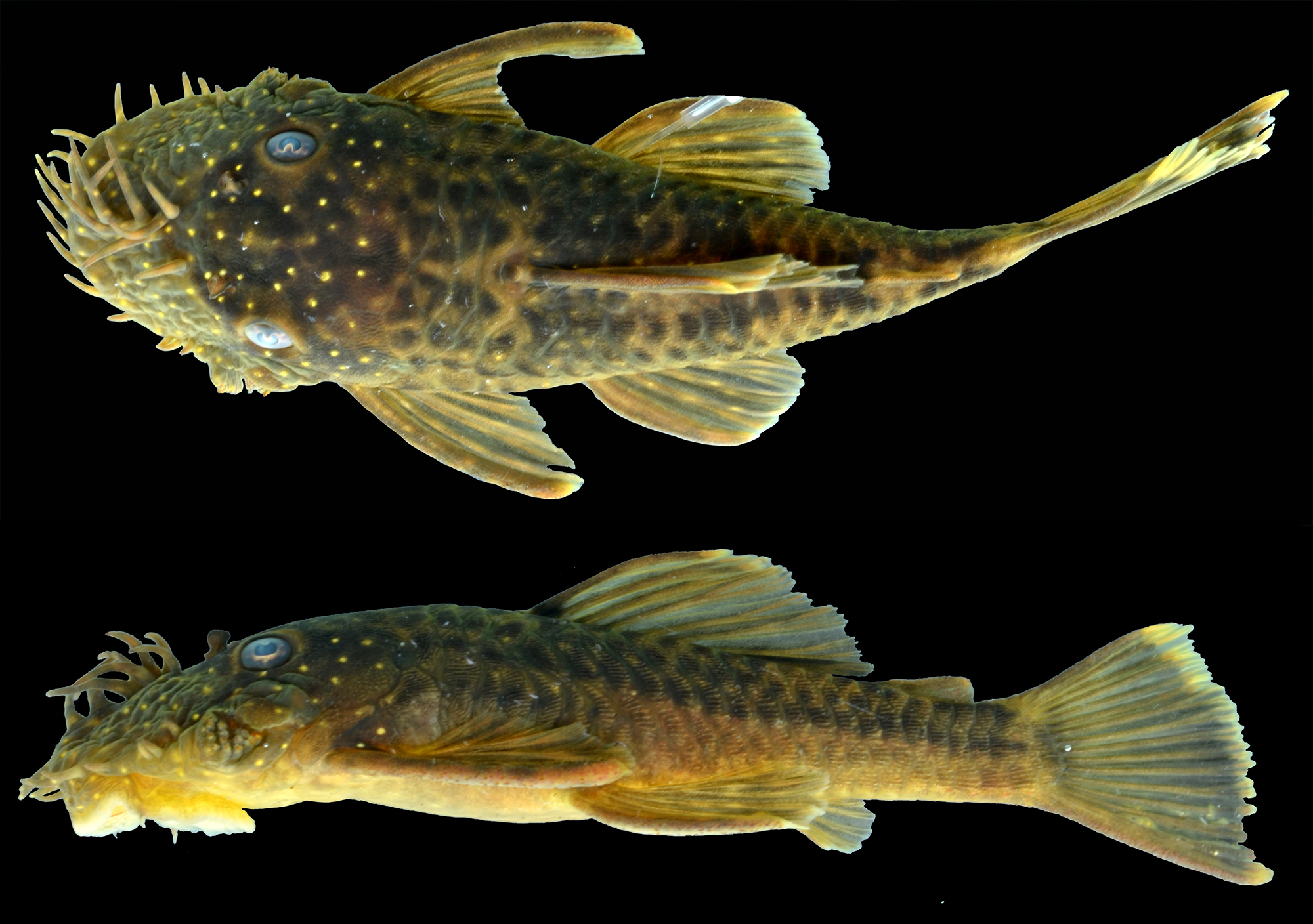 One of the new catfish species, Ancistrus kellerae.