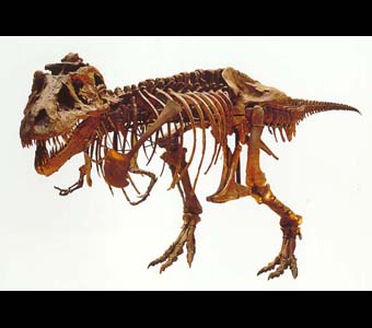 Sue, T. rex, fossil skeleton with white background.Credit Information: © The Field MuseumNeg. # GN89714_2RDcPhotographer: John Weinstein