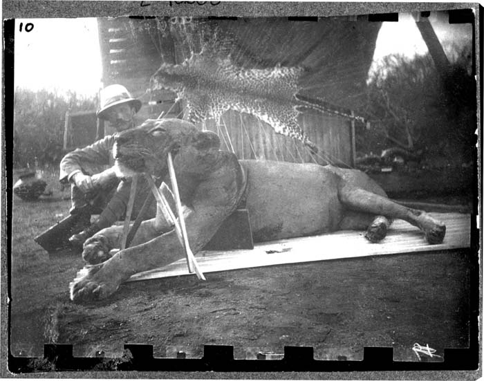 Colonel J.H. Patterson and dead lion propped up by sticks.Credit Information: © The Field MuseumID# Z93658Photographer unknown