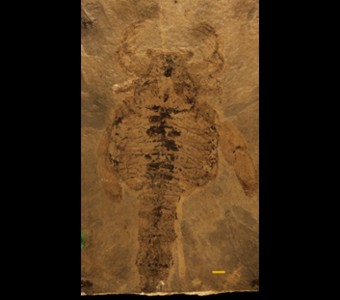 Arthropoda - Chelicerata - Eurypterida
 
Carcinosoma newliniPreviously Eusarcus newliniSpecimen UC 12900
Kokomo Dolomite
Silurian(~418 million years ago)
Kokomo, Indiana