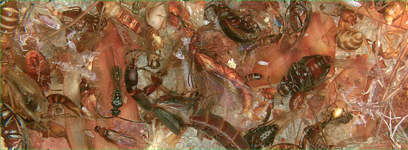 Image for Bulk Sample Collection