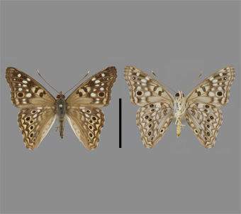 Nymphalidae: Apaturinae 
 
Asterocampa celtis (Boisduval & Leconte, [1835])Hackberry Butterfly, maleFMNH-INS 124022 
Mississippi Palisades, Jo Daviess County, IL11 June 1991