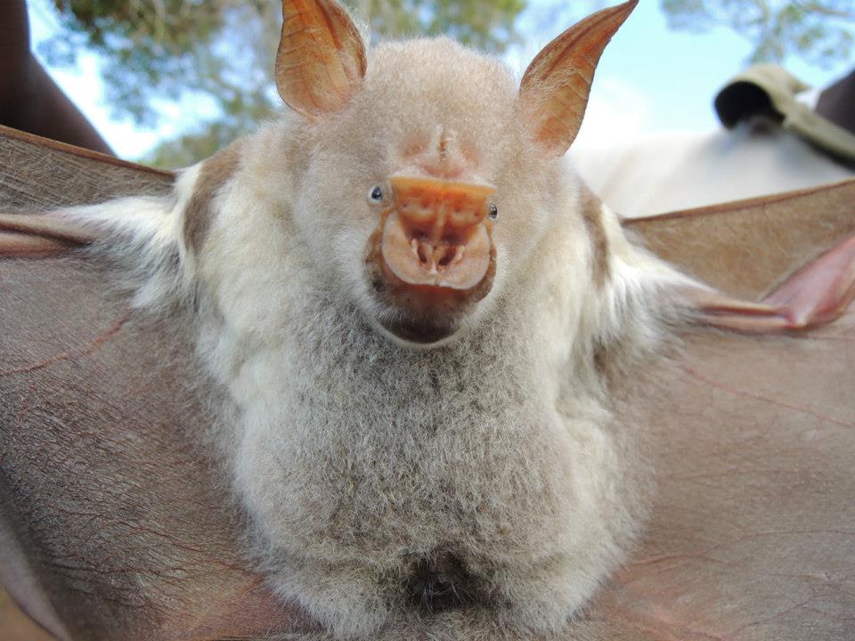 Image for Fieldwork on The Bats of Kenya