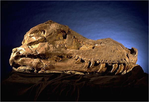 Sue, Tyrannosaurus rex, five foot long, 2000 pound skull.Credit Information: © The Field MuseumNeg. # GEO86127cPhotographer: John Weinstein