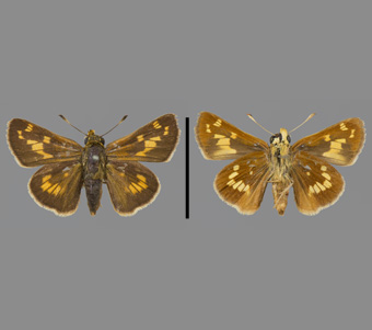 Hesperiidae: Hesperiinae 
 
Hesperia leonardus Harris, 1862Blazing-Star Skipper, femaleFMNH-INS 124089 
Milton, MA4 September 1929