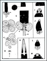 Sperm ultrastructure in Glauconome plankta compared to other taxa.