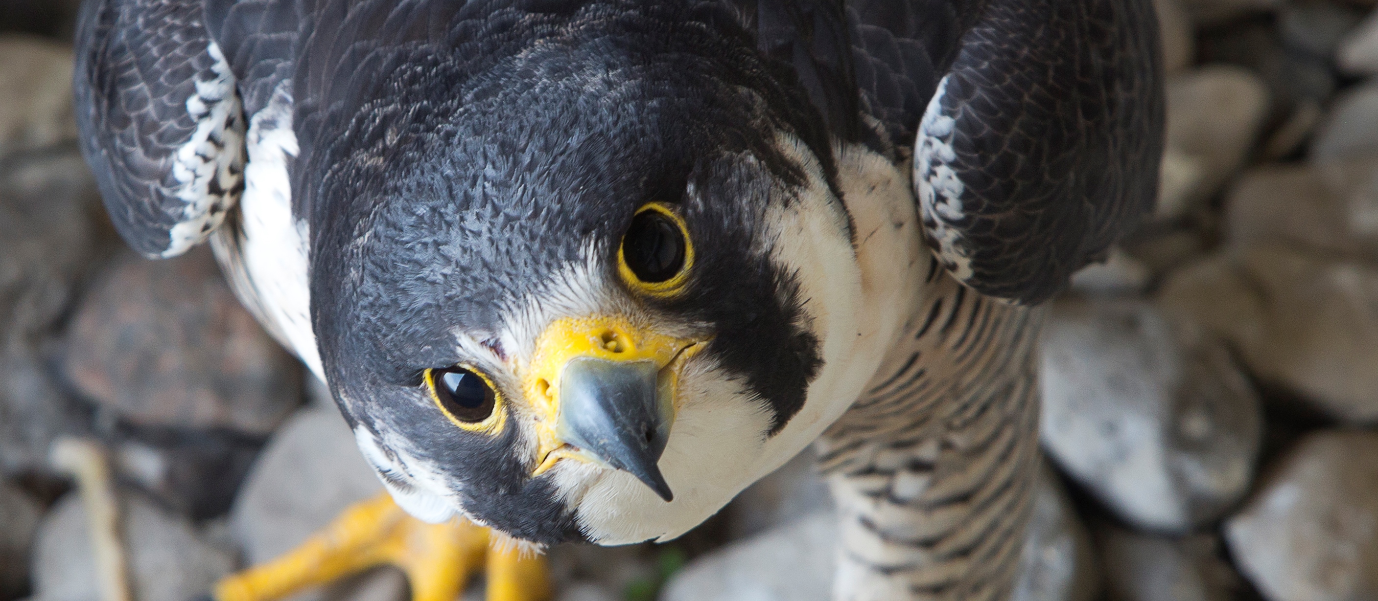 Image for Illinois to remove Peregrine Falcon from [state] Threatened Species List