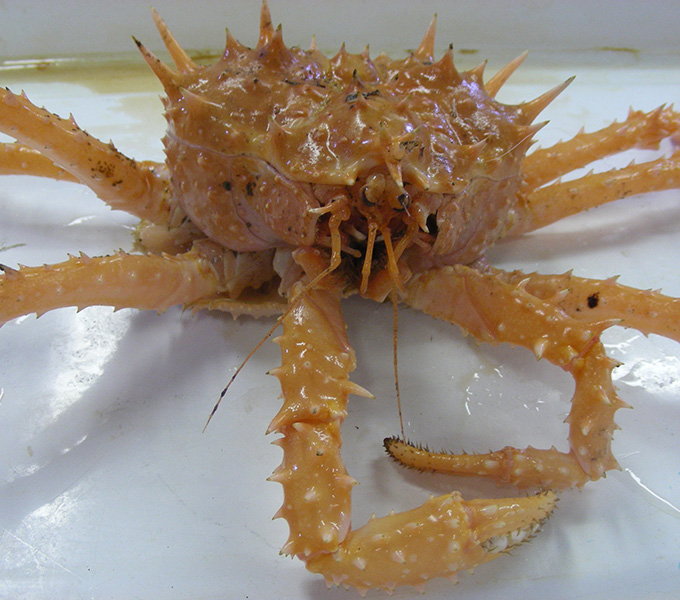 A king crab that was brought up from a depth greater than 1,500 feet in a bottom trawl off San Diego.