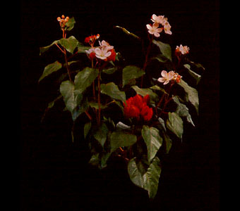 Annatto branch and flower (Amazon). Bixa orellana.
Credit Information:
© 1982, The Field Museum
ID# B83215c
Photographer: Ron Testa
