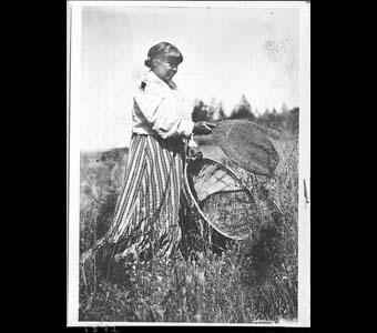 Nisenan woman collecting seeds with a seed beater and burden basket. Maidu. 1903.Credit Information: © The Field Museum ID# CSA1835 Photographer: John W. Hudson