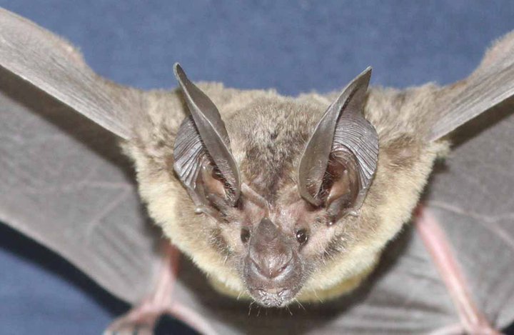 The white-chested round-eared bat, Lophostoma silvicolum