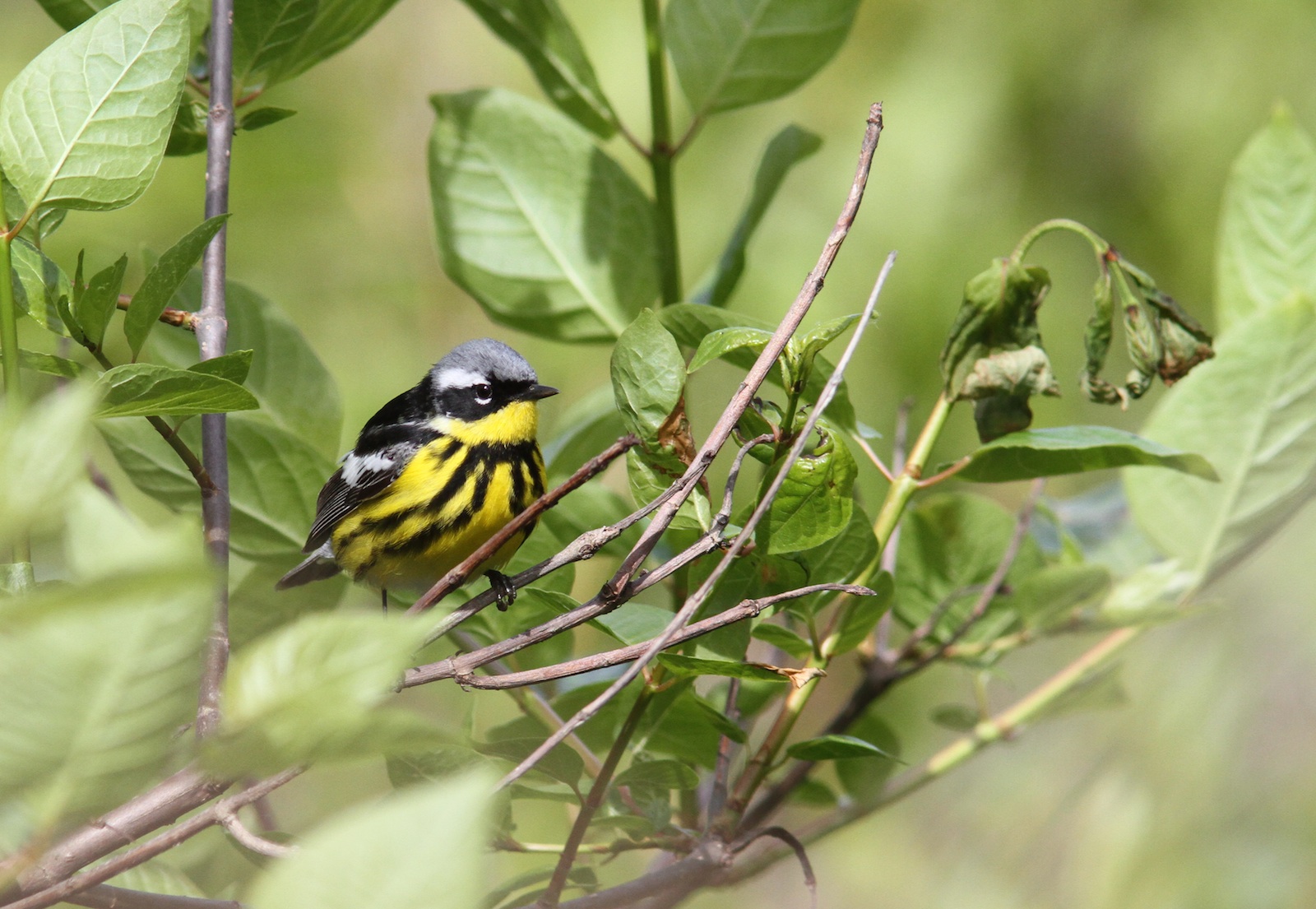 Image for Using eBird to keep up with recent sightings in your area