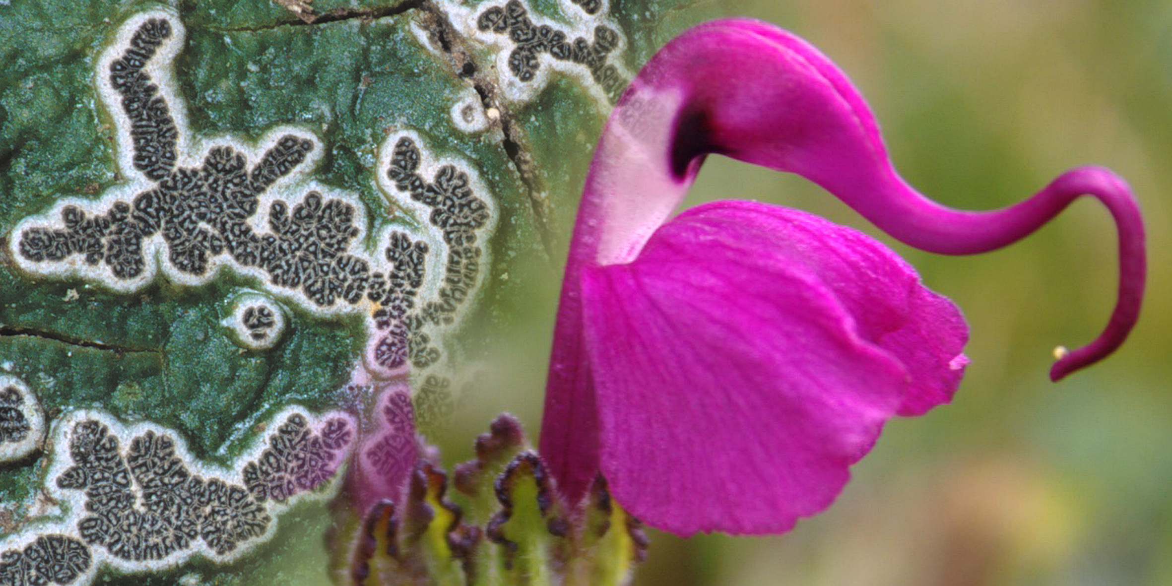 Image for Botany Species Pages