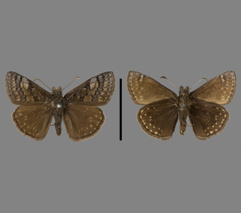 Hesperiidae: Pyrginae 
 
Erynnis brizo (Boisduval & Leconte, [1837])Banded Oak Dusky WingFMNH-INS 124113 
Arlington Heights, IL3 May 1913