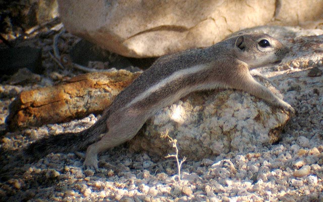 A striped squirrel lying on a rock in the shade