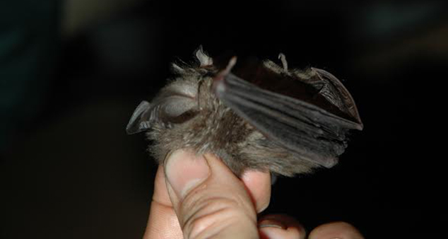 Close up of a nose-leaf bat being held between someone's thumb and two fingers.