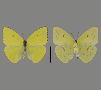 Pieridae: Coliadinae 
 
Phoebis sennae (Linnaeus, 1758)Cloudless SulfurFMNH-INS 124053 
Sand Ridge, Jackson County, IL15-16 August 1992