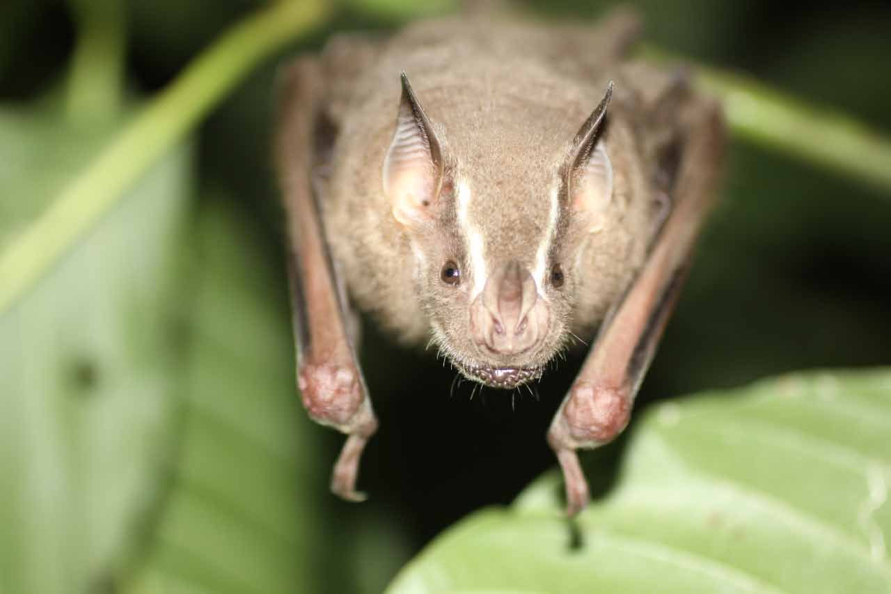 Artibeus lituratus, the giant fruit-eating bat