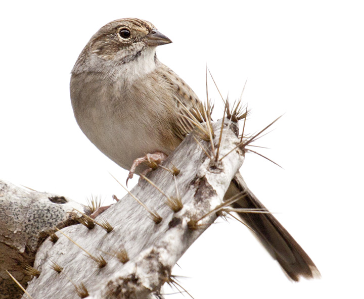 Image for A Cassin's Sparrow meets its end a long way from home