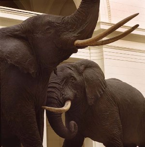 Carl Akeley's Fighting African Elephants in Stanley Field Hall.
Credit Information:
© 1993 The Field Museum
ID# GN86833c
Photographer: James Balodimas