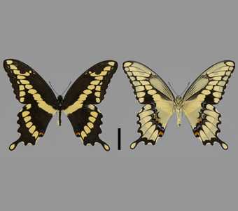 Papilionidae: Papilioninae: Papilionini 
 
Papilio cresphontes Cramer, 1777Giant SwallowtailFMNH-INS 124003 
Lake Bluff, Lake County, IL18 August 2003