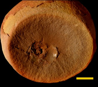 Mollusca - Cephalopoda - Goniatitida - Wiedeyoceratidae
 
Wiedeyoceras sp.Specimen PE 11157
Carbondale Formation - Francis Creek Shale Member
Paleozoic - Middle Pennsylvanian(~305 million years ago)
Mazon Creek Area, Illinois