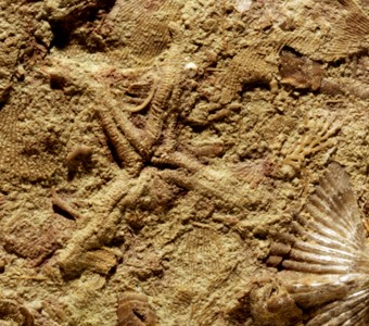 Echinodermata - Asteroidea - Ambuloasteroidea(starfish or sea stars)
 
Compsaster formosusSpecimen PE 28996
Renault Formation
Paleozoic - Mississippian
Waterloo, Illinois
