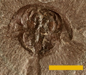 Arthropoda - Chelicerata - Xiphosurida
 
Euproops danaeSpecimen P 29181
Carbondale Formation - Francis Creek Shale Member
Paleozoic - Middle Pennsylvanian(~305 Million years ago)
Mazon Creek Area, Illinois
