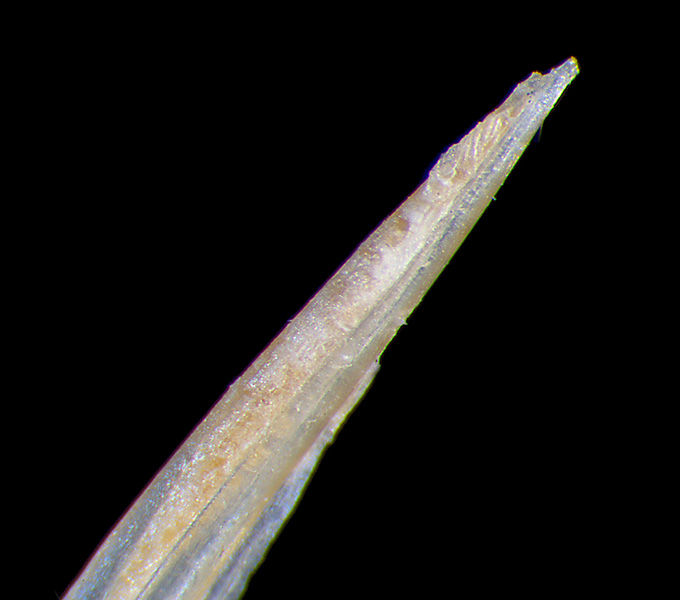 Macro image of the venomous dorsal-fin spine of a velvetfish (Ptarmus). The venom gland is the peach colored tissue that rests in a groove on the dorsal-fin spine.