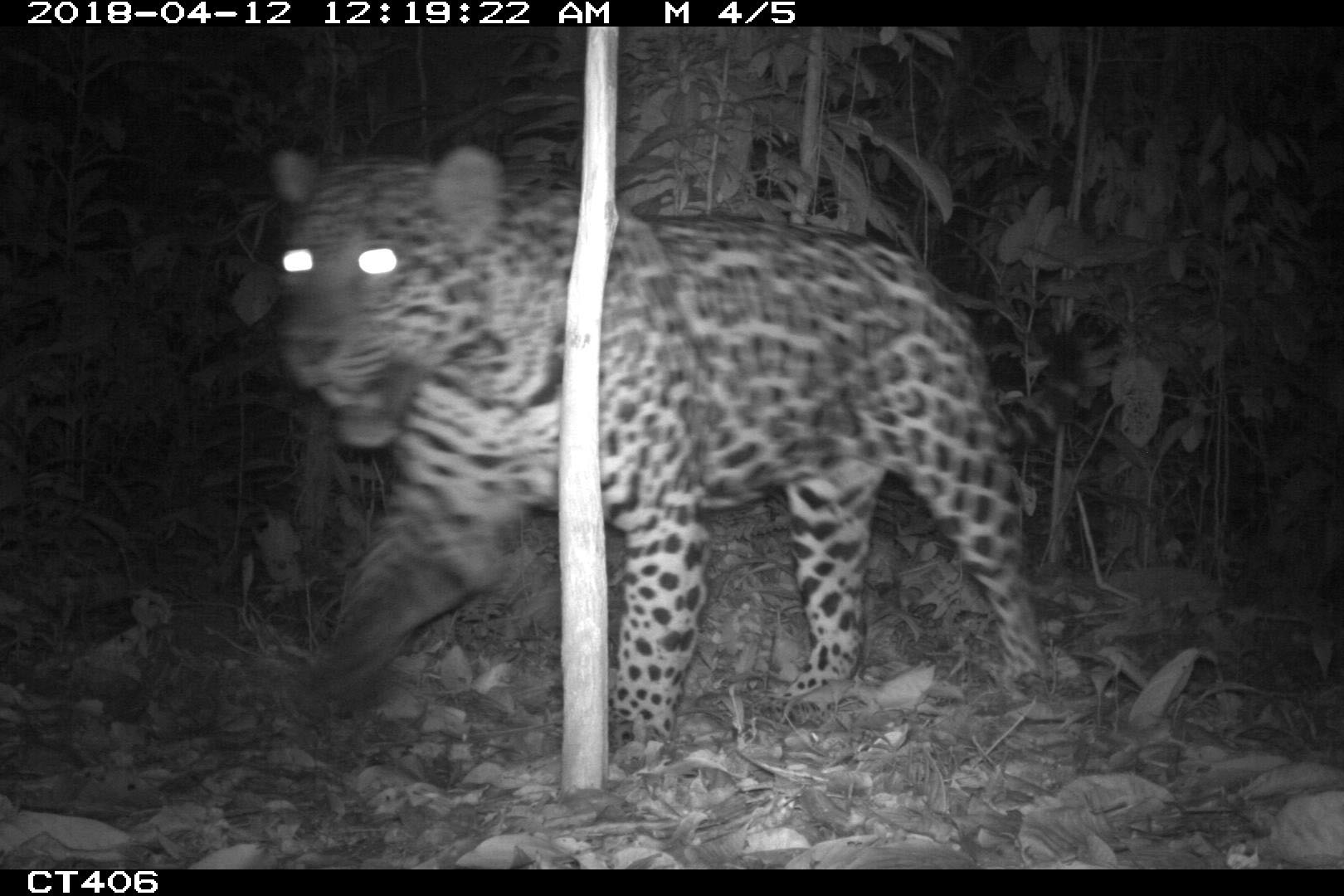 Black-and-white nighttime photo of a jaguar walking in the forest. Its eyes are illuminated by the camera flash.