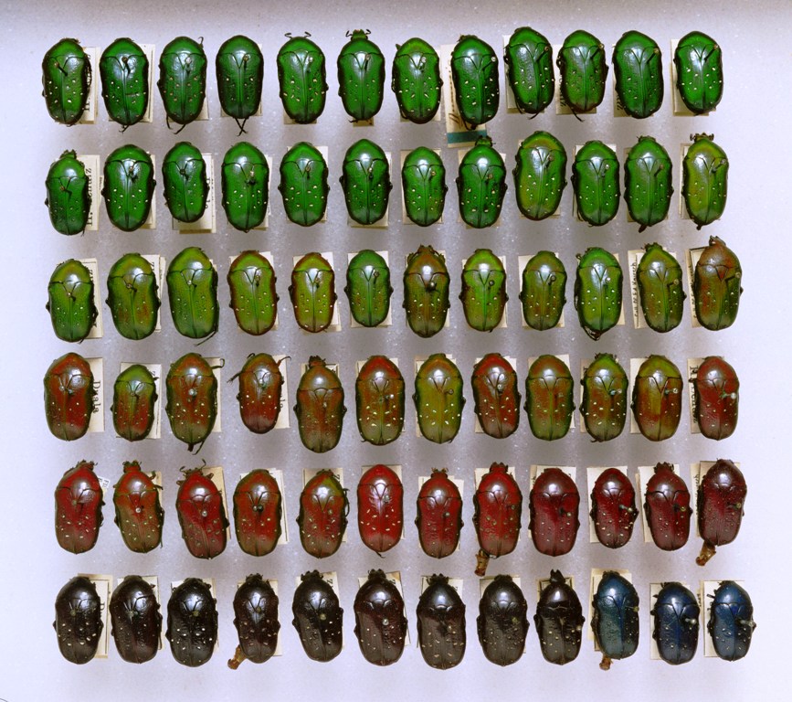 Scarab beetles, Dymusia ratidula, showing diversity of species.
Credit Information:
	© The Field Museum
	ID# WB11cPhotographer: William Burlingham