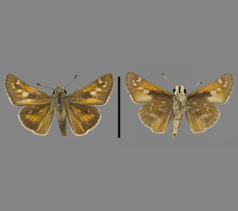 Hesperiidae: Hesperiinae 
 
Atalopedes campestris (Boisduval, 1852)SachemFMNH-INS 124118 
Palos Forest Park, Cook County, IL13 August 1991