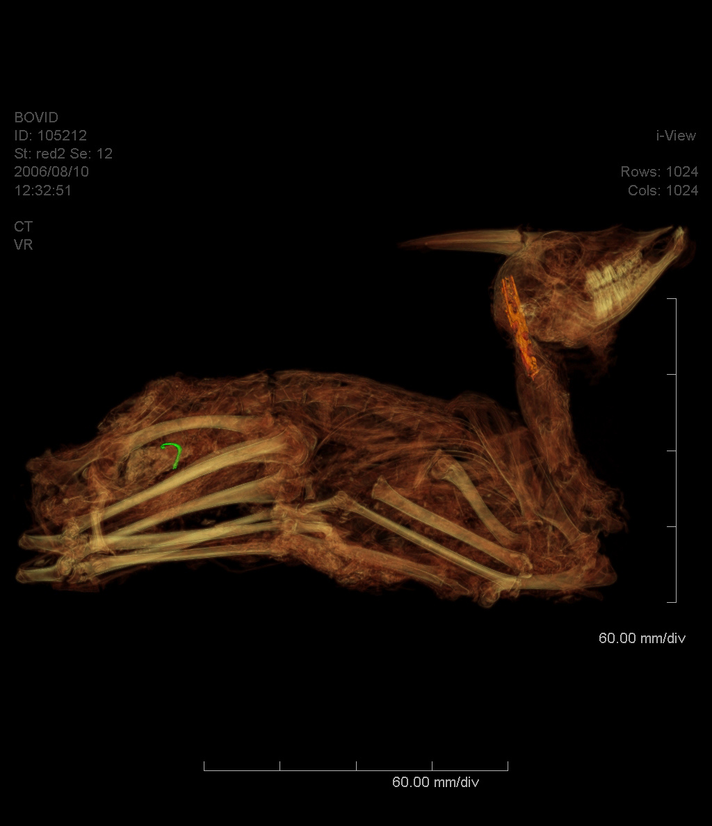 By selectively making some areas more transparent, we can see additional features.  There is a metal hook (rendered green) which was left in the animal's hind-quarters. There is also a piece of cane (rendered orange) thrust through two of the cervical vertebrae and into the foramen magnum of the skull, presumably to ensure that the head was kept in the required position.