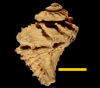 Mollusca - Gastropoda -Neogastropoda - Muricidae
 
Purpura chicoanaSpecimen P 28798
Patagonian beds
Cenozoic - Paleogene - Eocene
Punta Casamayor, Santa Cruz, Argentina