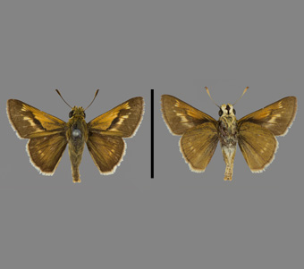 Hesperiidae: Hesperiinae 
 
Polites origenes (Fabricius, 1793)Cross-Line SkipperFMNH-INS 124128 
Texas