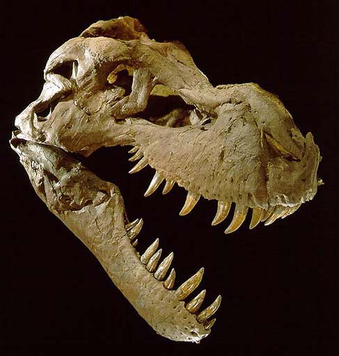 Sue, T. rex dinosaur skull, profile, jaws open, 5 feet long.Credit Information: © The Field MuseumNeg. # GEO86166_3cPhotographer: John Weinstein