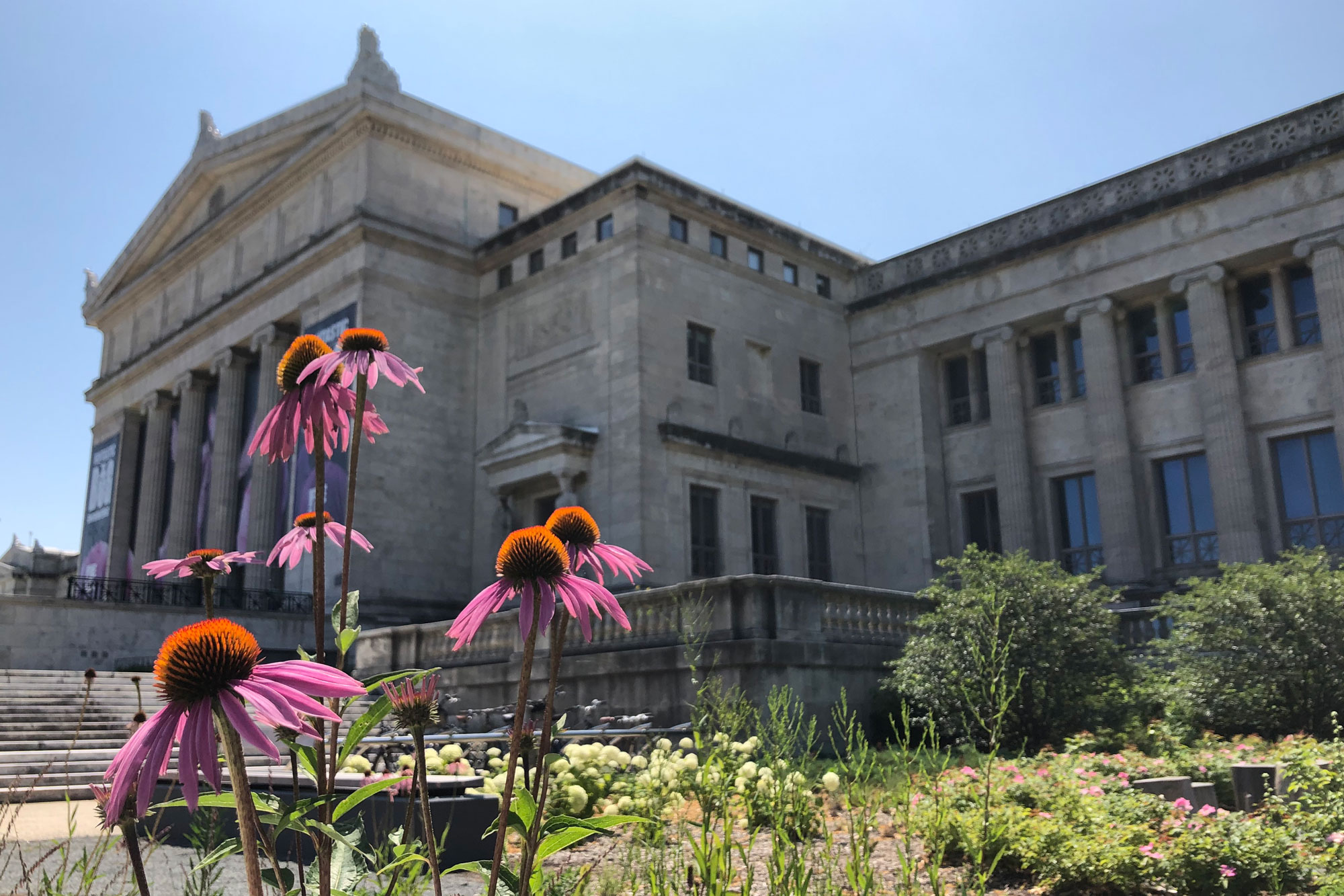 Pink coneflowers in front of the Field Museum's north entrance on a sunny day with clear blue skies.