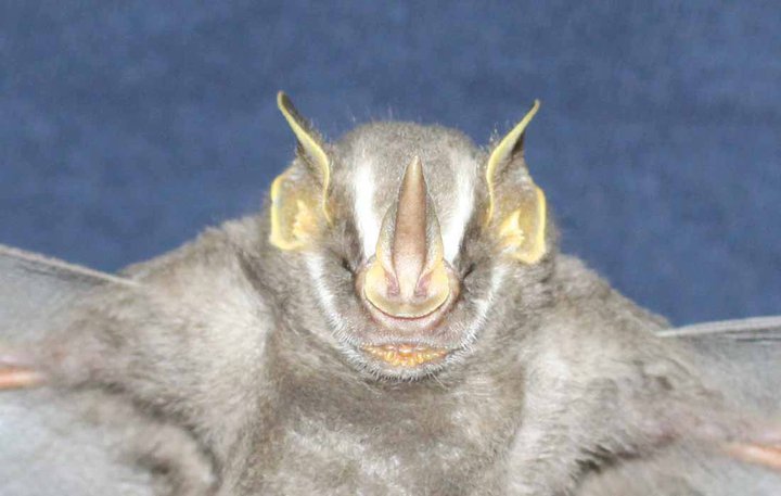 The silver fruit-eating bat, Dermanura glauca