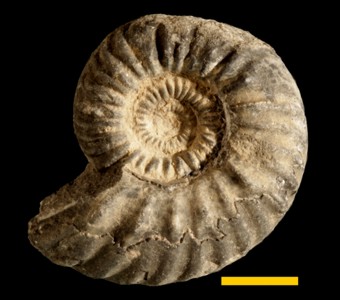 Mollusca - Cephalopoda - Ceratitida - Ceratitidae
 
Ceratites hersheyiSpecimen PE
Mesozoic - Middle Triassic - C. trinodosus Zone
Fossil Hill, West Humboldt Range, Nevada