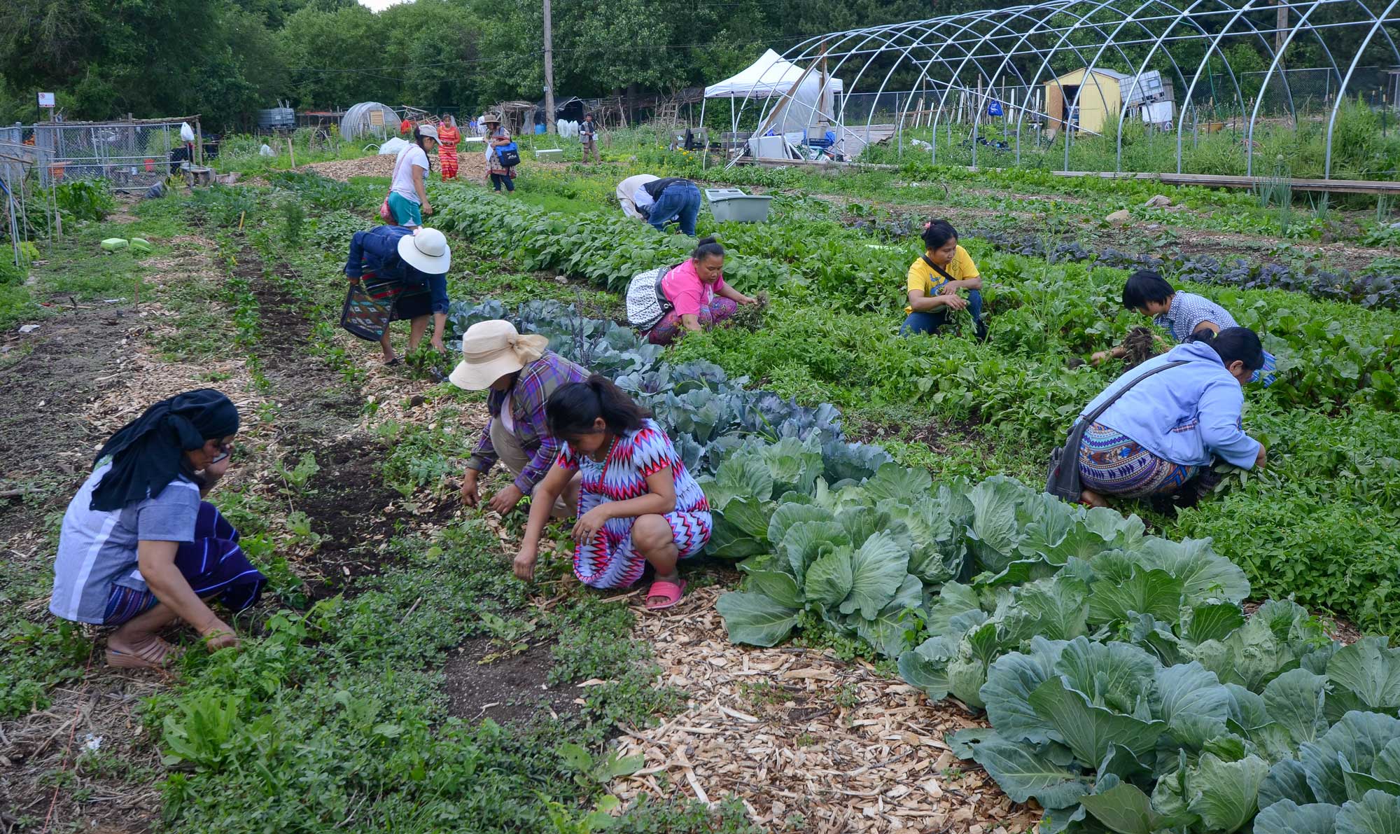 People tend to different plants and crop in a large garden.