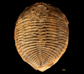 Arthropoda - Trilobita - Asaphida
Thysanopyge argentina
Specimen PE 6164
Paleozoic - Ordovician
Argentina