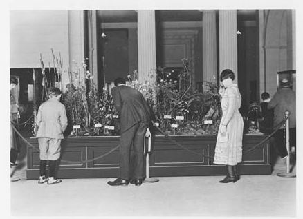 Visitors looking at the Spring Flowers Wildflower exhibit in Stanley Field Hall. Shows Lythraceae family, Queen Crapemyrtle, Lagerstroemia indica. 1925.
Credit Information:
© 1925 The Field Museum
ID# CSB59131