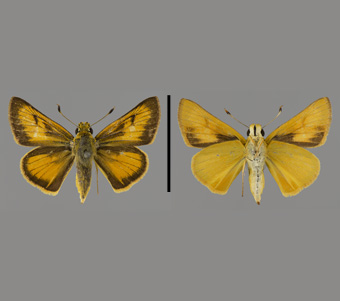 Hesperiidae: Hesperiinae 
 
Anatrytone logan (W.H. Edwards, 1863)Black-Vein SkipperFMNH-INS 124105 
Elgin, IL5 July 1942