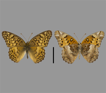 Nymphalidae: Heliconiinae: Argynnini 
 
Euptoieta claudia (Cramer, 1776)Variegated FritillaryFMNH-INS 124015