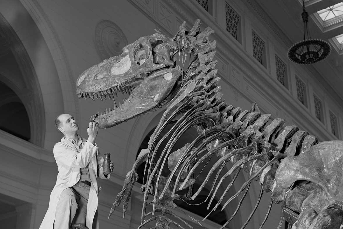 A man wearing a white lab coat uses a paintbrush to touch up the teeth of a Daspletosaurus dinosaur skeleton.
