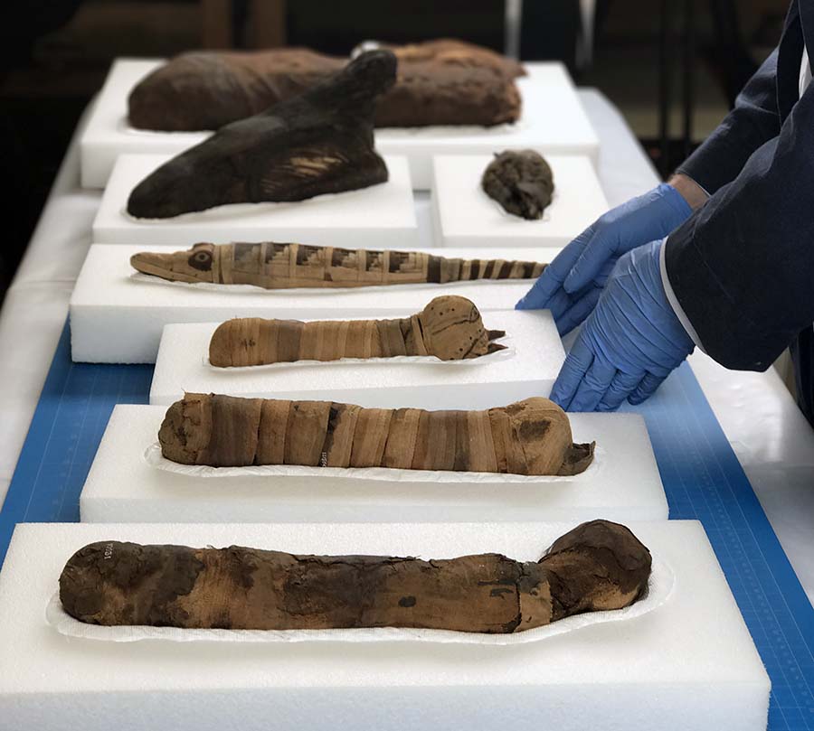 Several wrapped animal mummies resting on white foam on a table. Hands in blue gloves pick up one of the foam blocks.